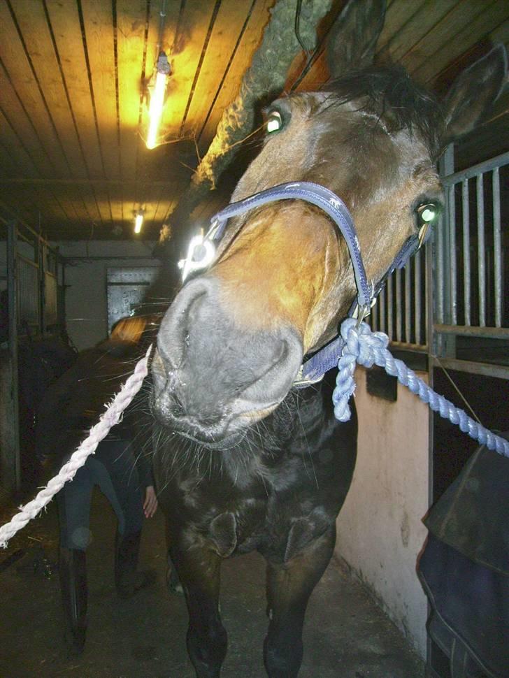 Anden særlig race Sprutnik billede 11