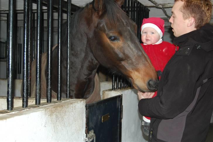 Anden særlig race Sprutnik billede 12