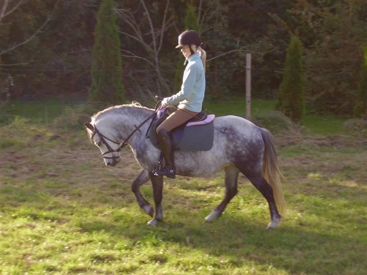 Welsh Mountain (sec A) Sondegaardens Freja - Den dejlige charmetrold. :) <3´  billede 1