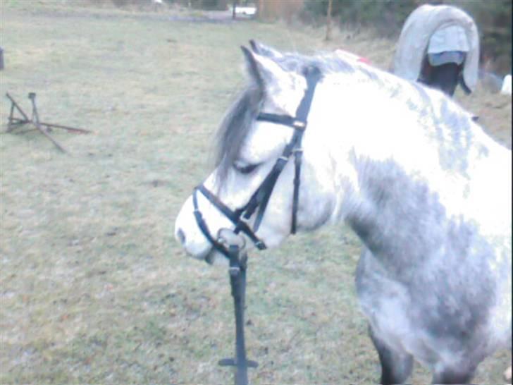 Welsh Mountain (sec A) Sondegaardens Freja billede 2