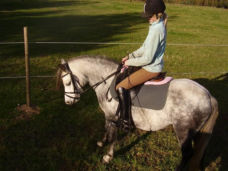 Welsh Mountain (sec A) Sondegaardens Freja billede 3