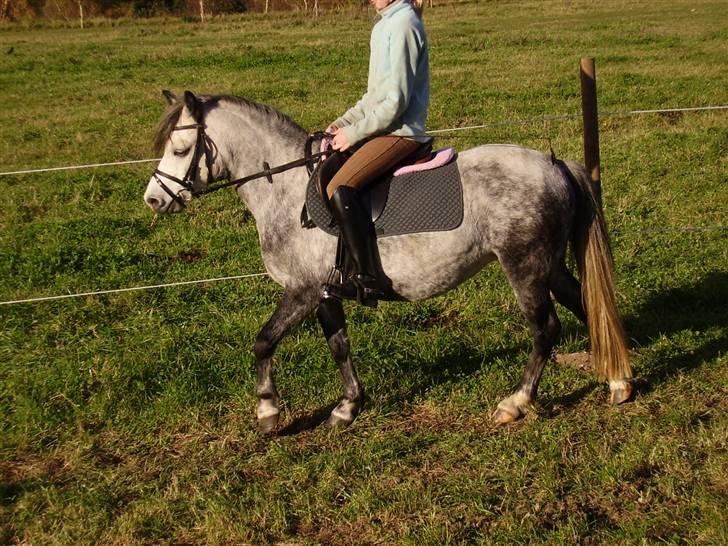 Welsh Mountain (sec A) Sondegaardens Freja billede 4