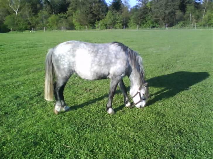 Welsh Mountain (sec A) Sondegaardens Freja billede 5