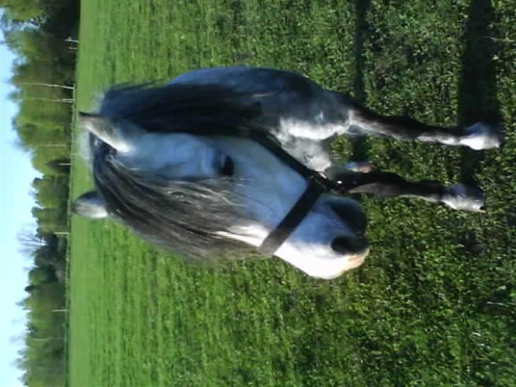 Welsh Mountain (sec A) Sondegaardens Freja billede 6