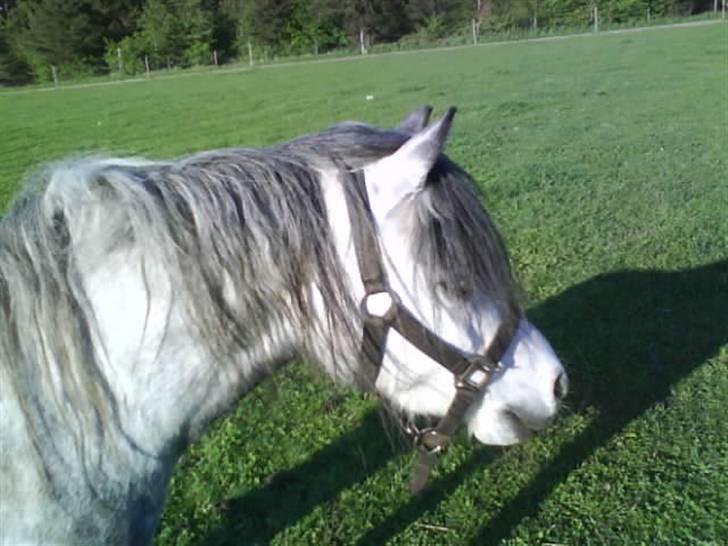 Welsh Mountain (sec A) Sondegaardens Freja billede 7