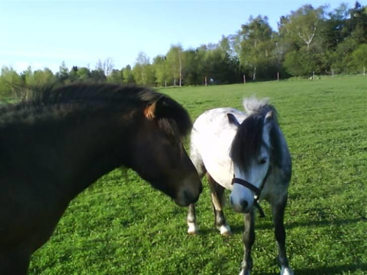 Welsh Mountain (sec A) Sondegaardens Freja billede 8