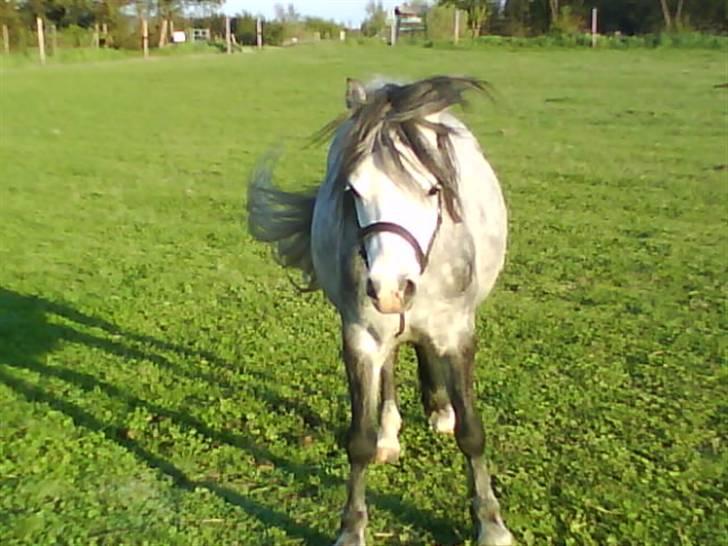 Welsh Mountain (sec A) Sondegaardens Freja billede 9