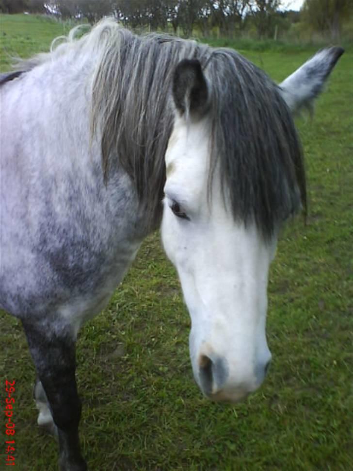 Welsh Mountain (sec A) Sondegaardens Freja billede 10