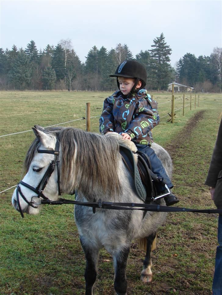 Welsh Mountain (sec A) Sondegaardens Freja - Frejamusen og min nervø Lucas på 4 år :) billede 11