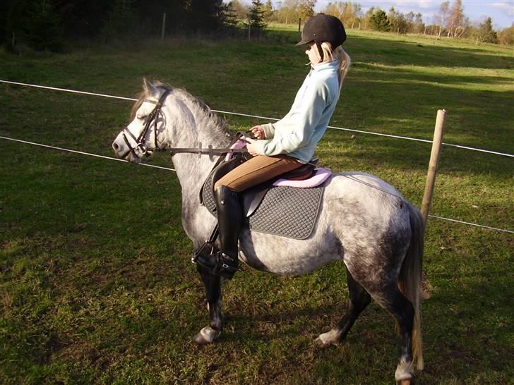 Welsh Mountain (sec A) Sondegaardens Freja - min veninde ida, rider Freja så vi lige kunne få lidt billeder :)  billede 12
