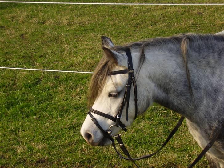 Welsh Mountain (sec A) Sondegaardens Freja billede 13