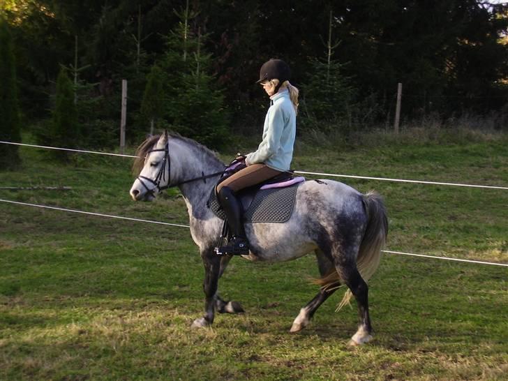 Welsh Mountain (sec A) Sondegaardens Freja billede 14