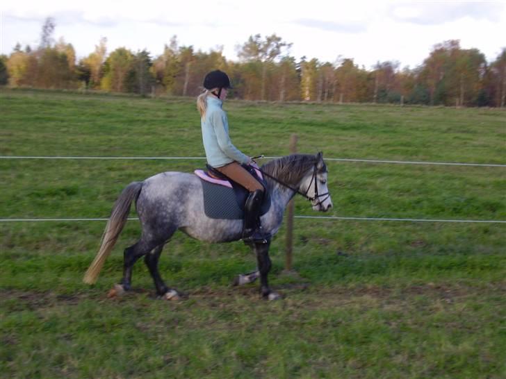 Welsh Mountain (sec A) Sondegaardens Freja billede 15