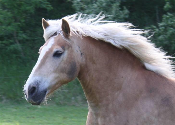 Haflinger Dex Dexter  - D.18/5-09 SA foto. billede 20