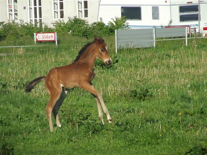 Dansk Varmblod Dortheas Delino - 15 dage gammel billede 1