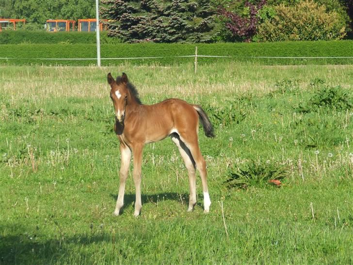 Dansk Varmblod Dortheas Delino - 15 dage gammel billede 2