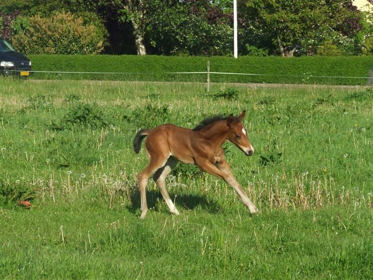 Dansk Varmblod Dortheas Delino - 15 dage gammel billede 3