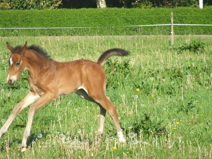 Dansk Varmblod Dortheas Delino - 15 dage gammel billede 4