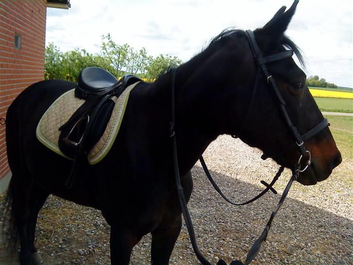 Traver Punky  - Så rider vi snart !   billede 6