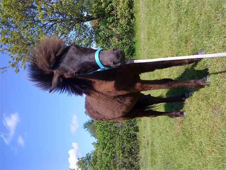 Islænder Frekjur fra gl. Vindinge - NYT! d. 20/5 09 hygge på folden :) fotograf: mig billede 12