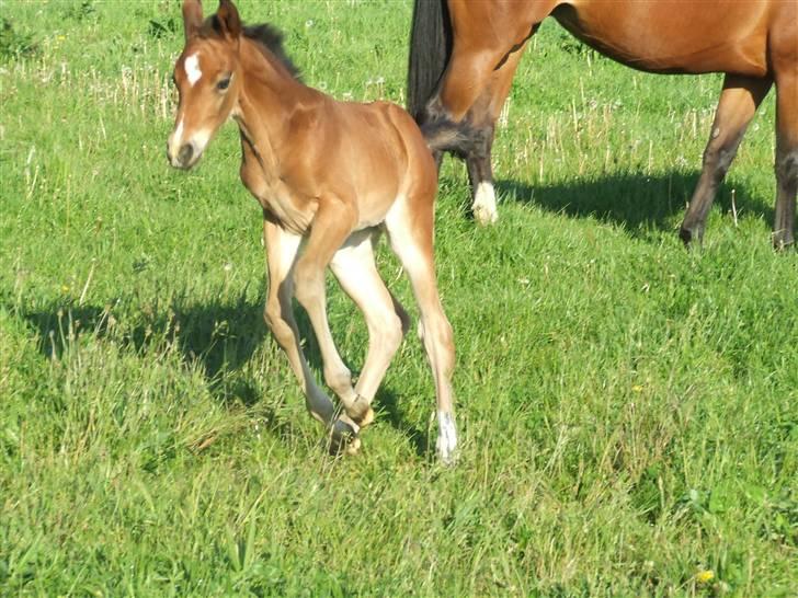 Dansk Varmblod Dortheas Delino - 15 dage gammel billede 5