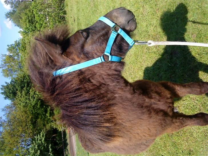 Islænder Frekjur fra gl. Vindinge - NYT! d. 20/5 09 Den smukke<3 :) fotograf: mig billede 13