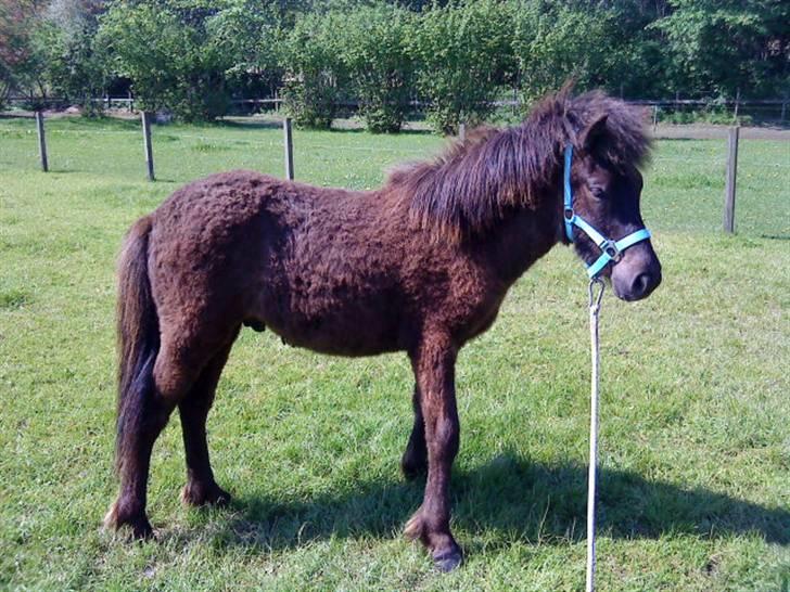 Islænder Frekjur fra gl. Vindinge - NYT! d. 20/5 09 Den smukke i hel profil<3 :) fotograf: mig billede 14