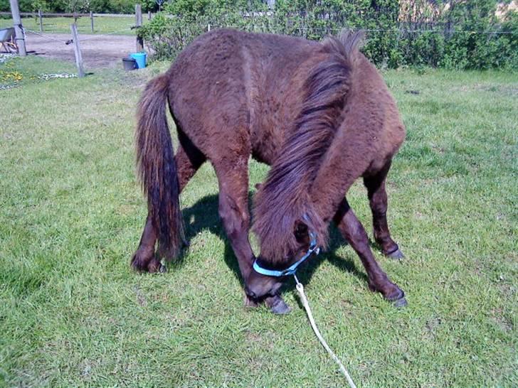 Islænder Frekjur fra gl. Vindinge - NYT! d. 20/5 09 Det klør!<3 :) fotograf: mig billede 15