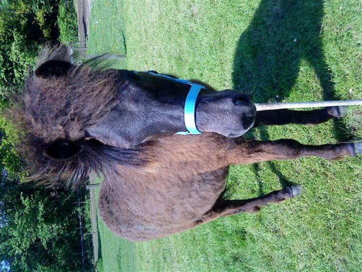 Islænder Frekjur fra gl. Vindinge - NYT! d. 20/5 09 Her er jeg<3 :) fotograf: mig billede 16