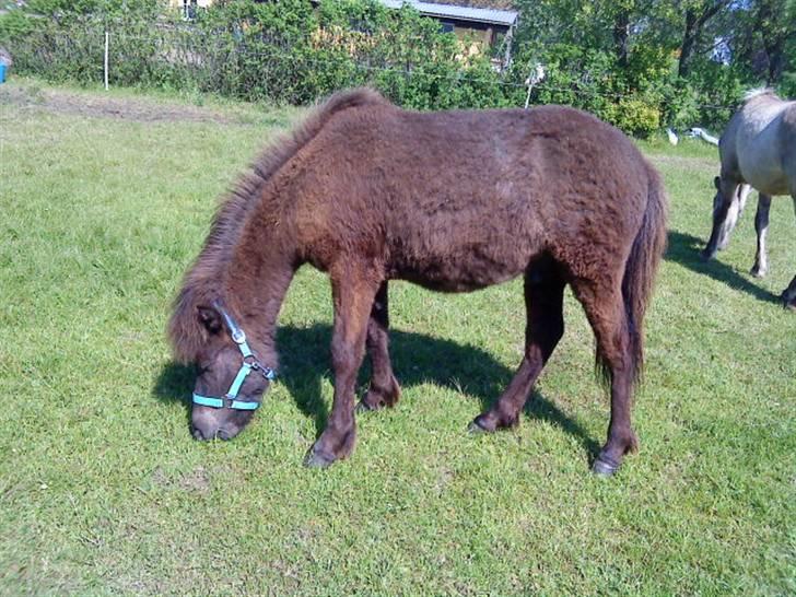 Islænder Frekjur fra gl. Vindinge - NYT! d. 20/5 09 Nam nam græs<3 :) fotograf: mig billede 17