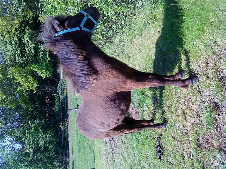 Islænder Frekjur fra gl. Vindinge - NYT! d. 20/5 09 folden<3 :) fotograf: mig billede 18