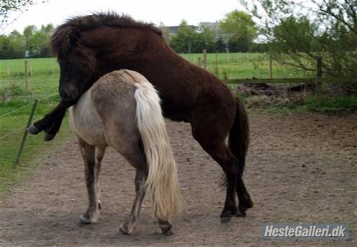 Islænder Frekjur fra gl. Vindinge - leg med storebror (: *Lånt af Camilla J* *fotograf: Camilla J* billede 19