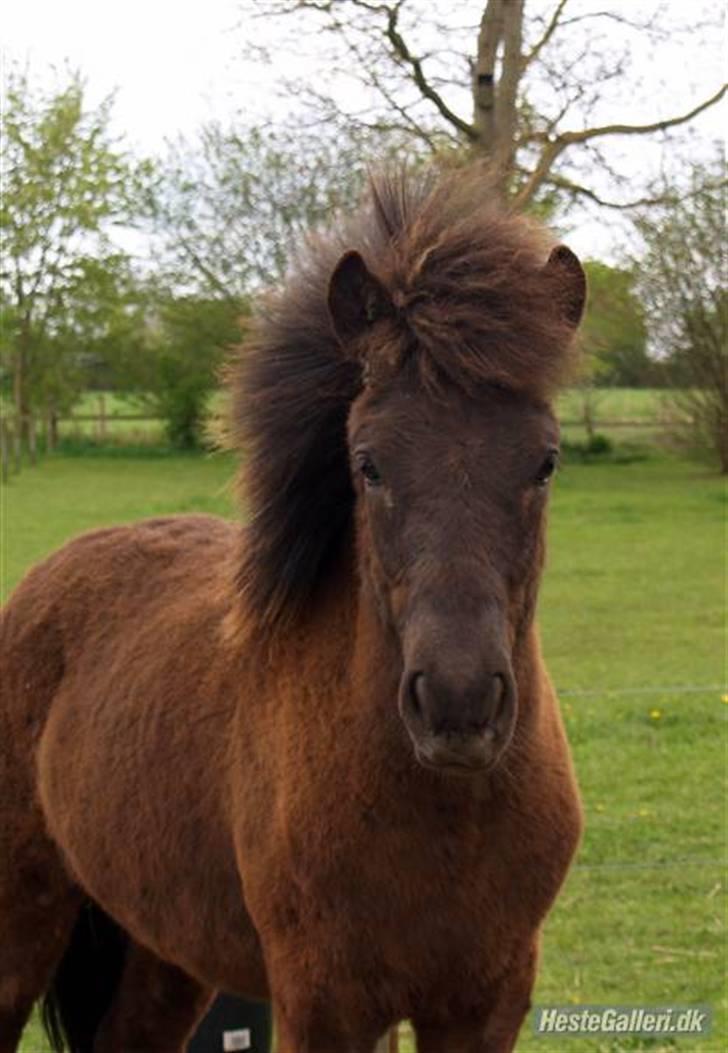 Islænder Frekjur fra gl. Vindinge - Dejlge basse<3 (: *Lånt af Camilla J* *fotograf: Camilla J* billede 20