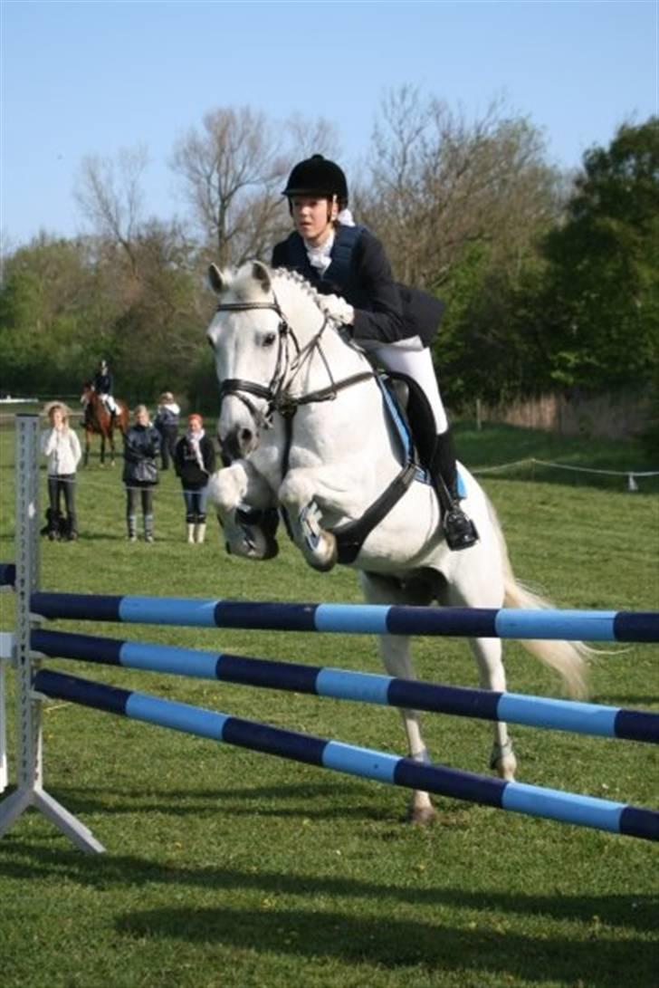 Connemara Nørlunds Cappuccino billede 5