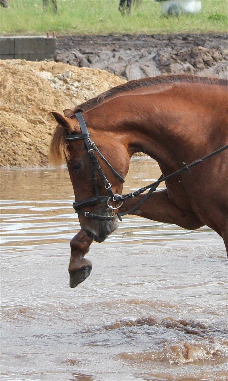 Anden særlig race Ruby B-pony billede 4