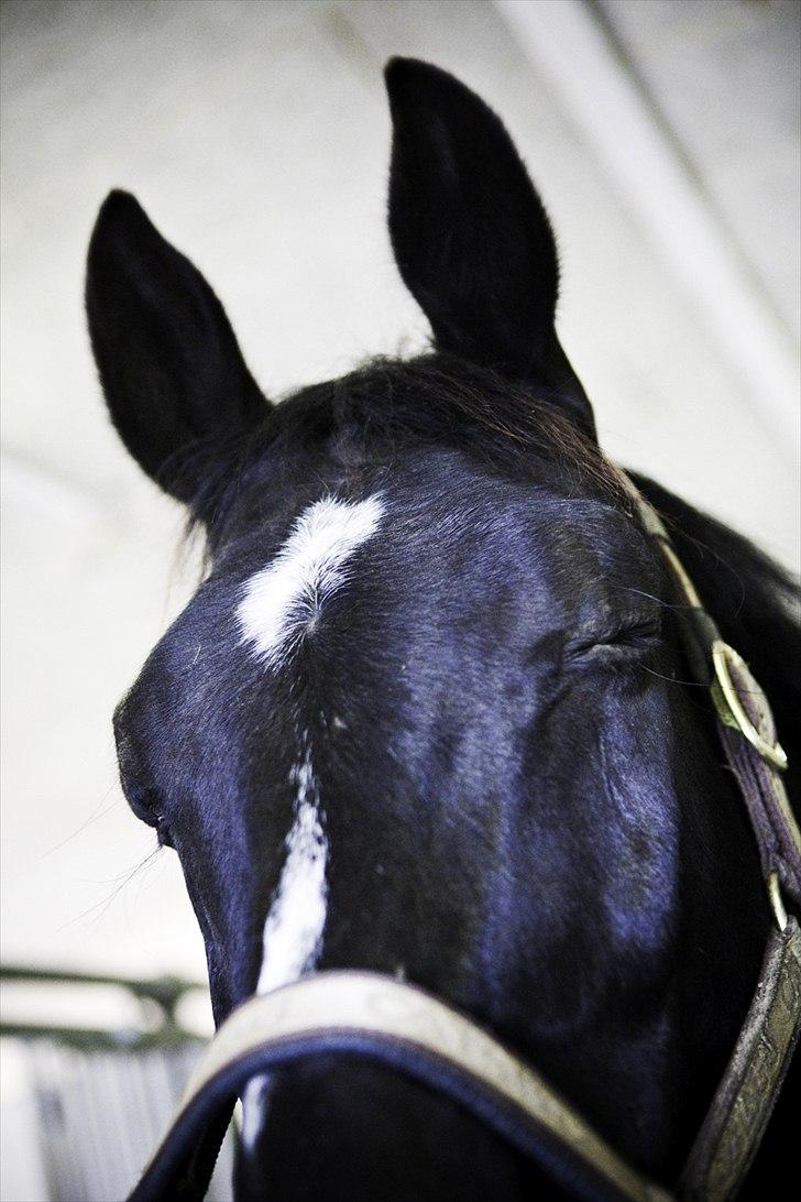 Oldenborg Damgaards Kivi Viola billede 3