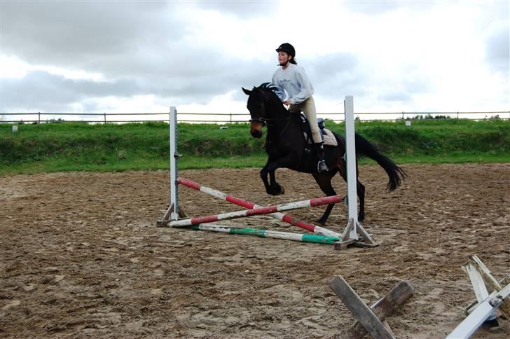 Anden særlig race Columbine  billede 11