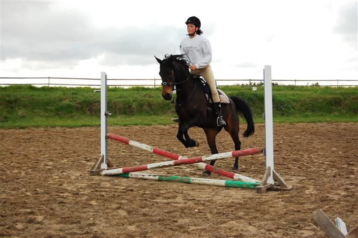 Anden særlig race Columbine  billede 12