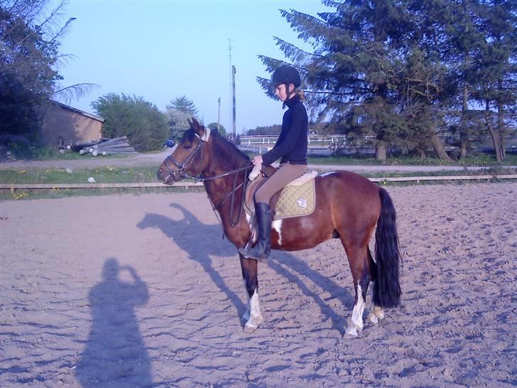 Anden særlig race Lover Boy(gammel PART) - flot parade<33 billede 3