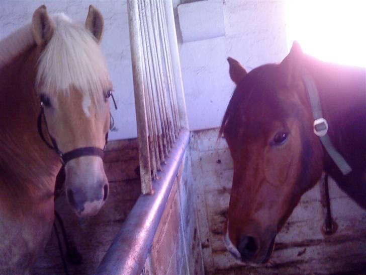 Anden særlig race Lover Boy(gammel PART) - Lover boy og cocio billede 5