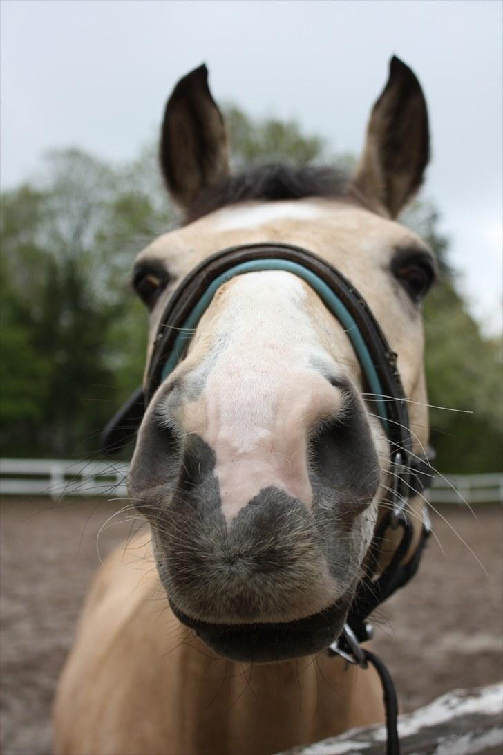 Anden særlig race SPOOGIE. *B-pony* - se min mule! :´D billede 15