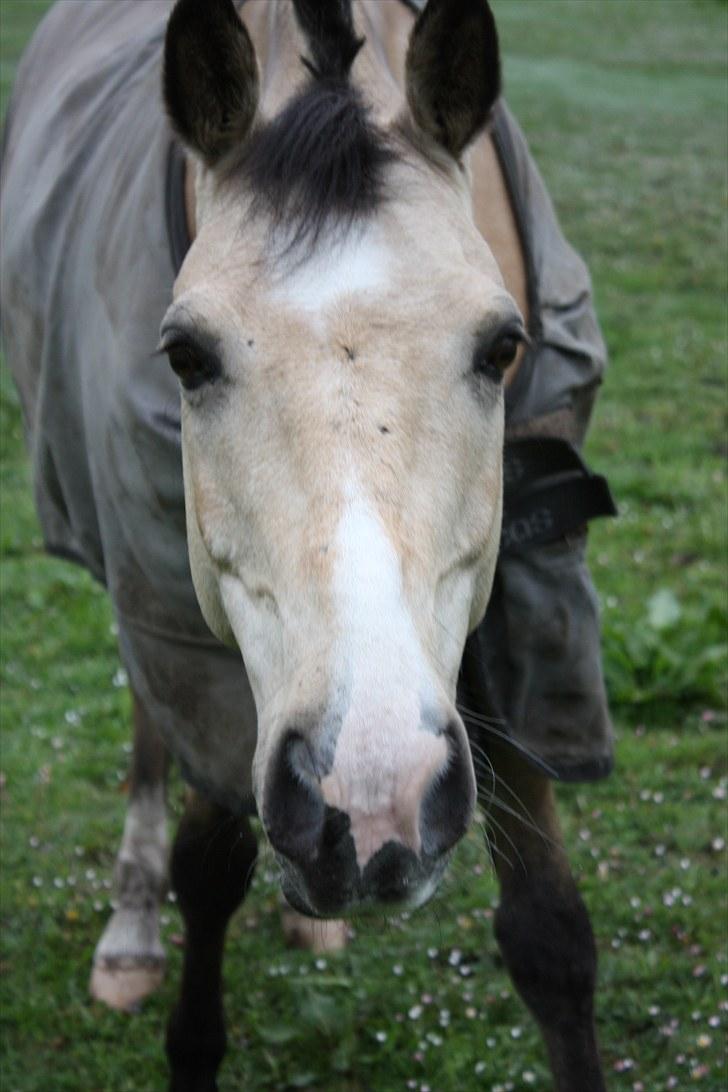 Anden særlig race SPOOGIE. *B-pony* - min smukke pony på fold<3 billede 18