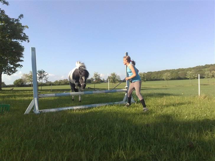 Shetlænder Timon billede 6