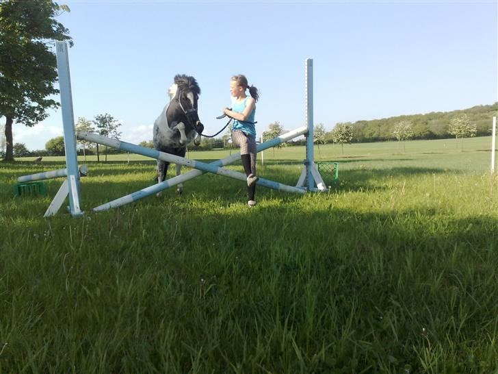 Shetlænder Timon billede 7