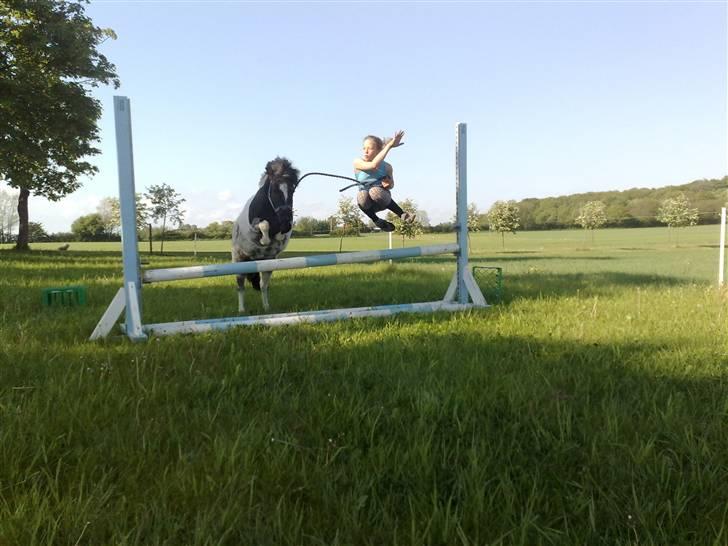 Shetlænder Timon - Timon og søsser over 85cm Foto: Emma billede 8