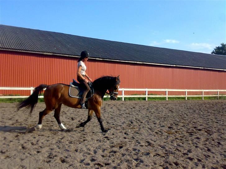 Polsk Varmblod Rock Fairy billede 15