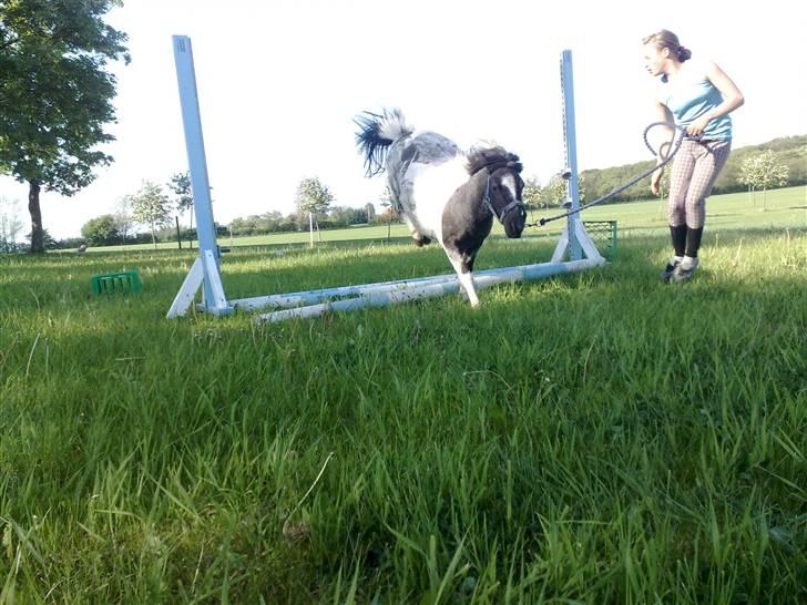 Shetlænder Timon billede 9