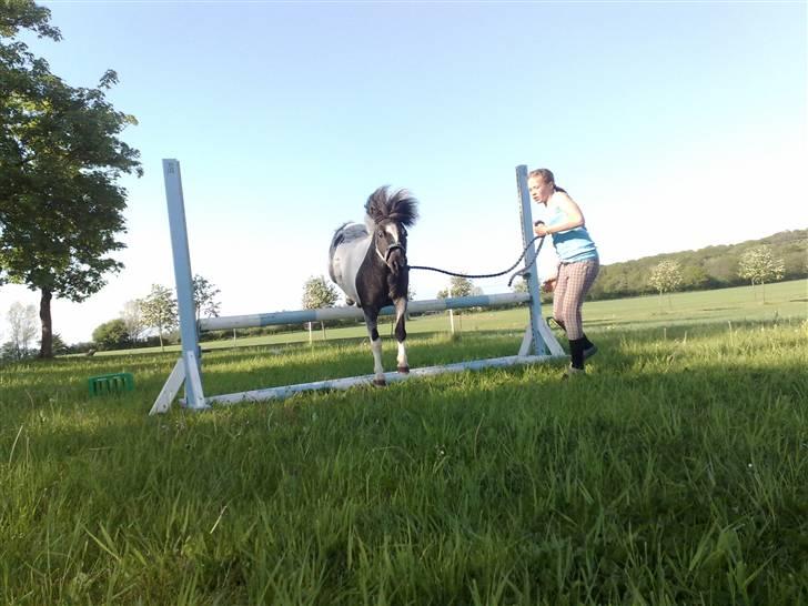 Shetlænder Timon billede 10