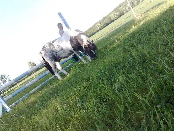 Shetlænder Timon billede 11