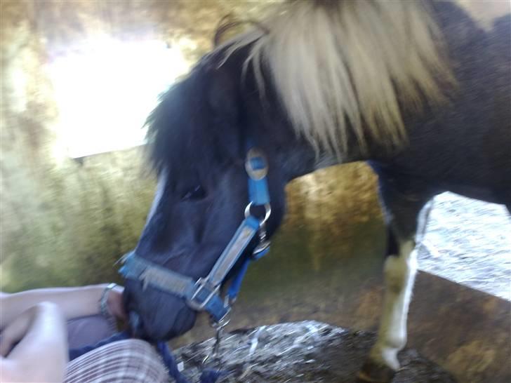 Shetlænder Timon billede 12